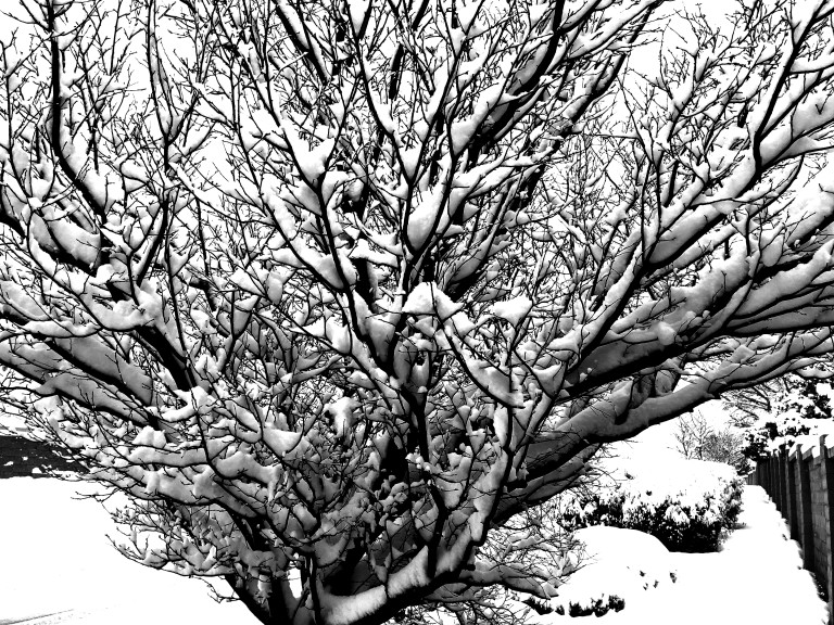 tree_bw_2